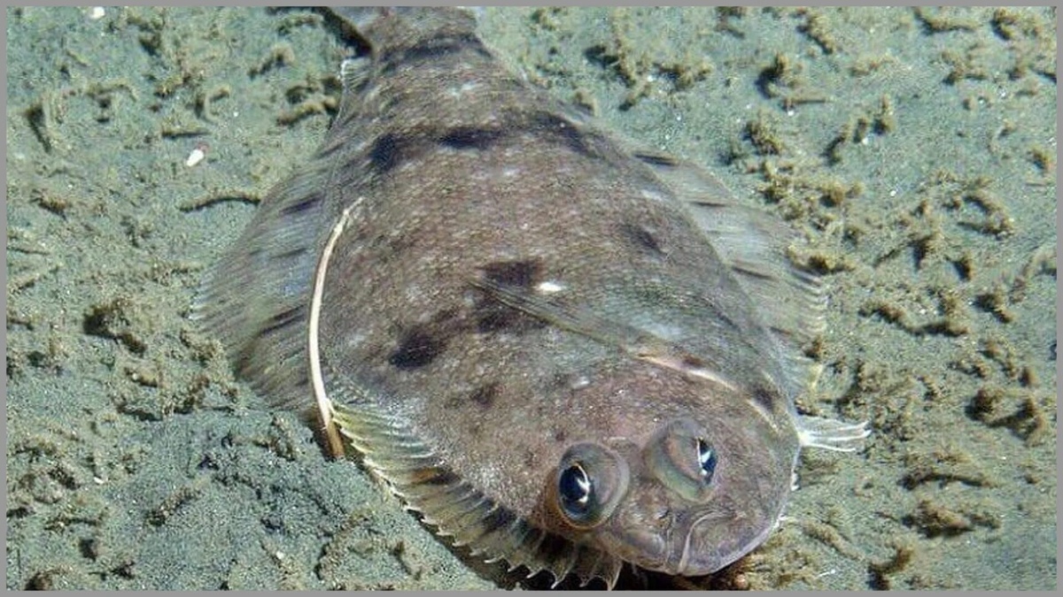 Фото с сайта: https://smartpeople.serv00.net/muzik-turleri-ve-ozellikleri-dunyada-kac-tane-muzik-turu-vardir-/