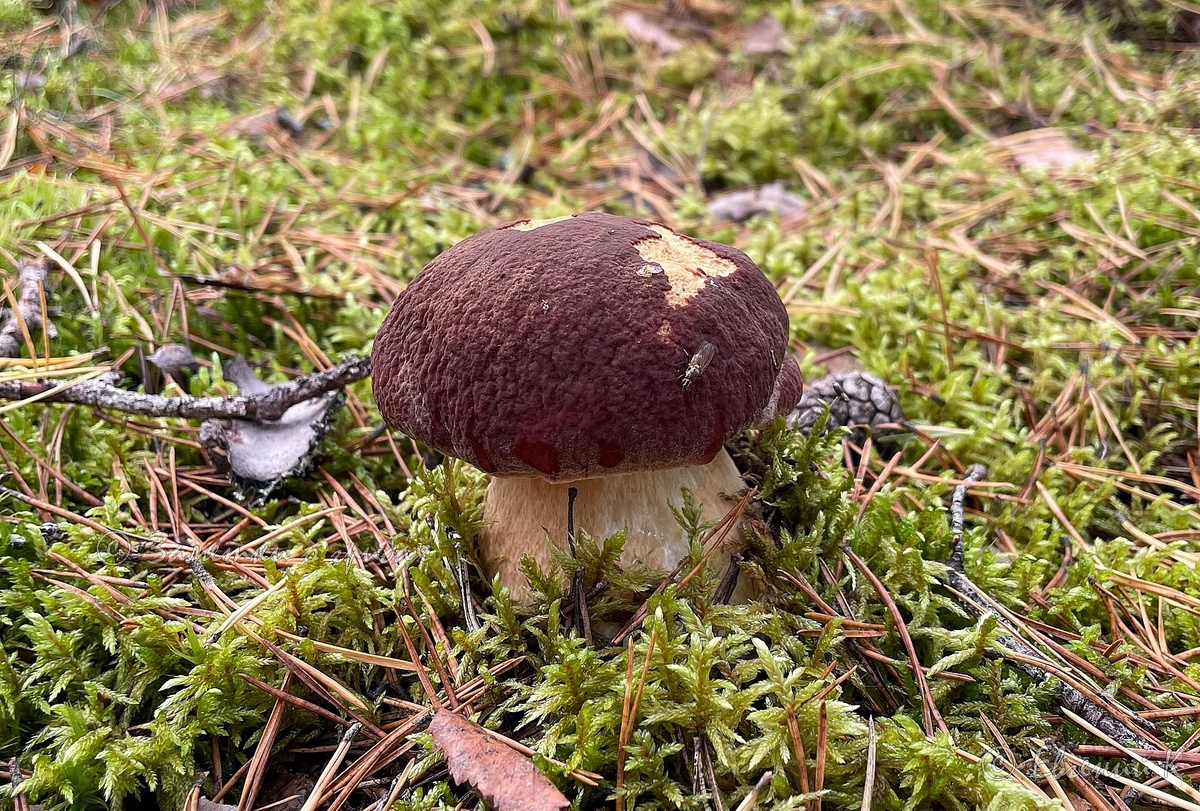Белый гриб сосновый (Boletus pinophilus). Фото подписчика Евгения К.