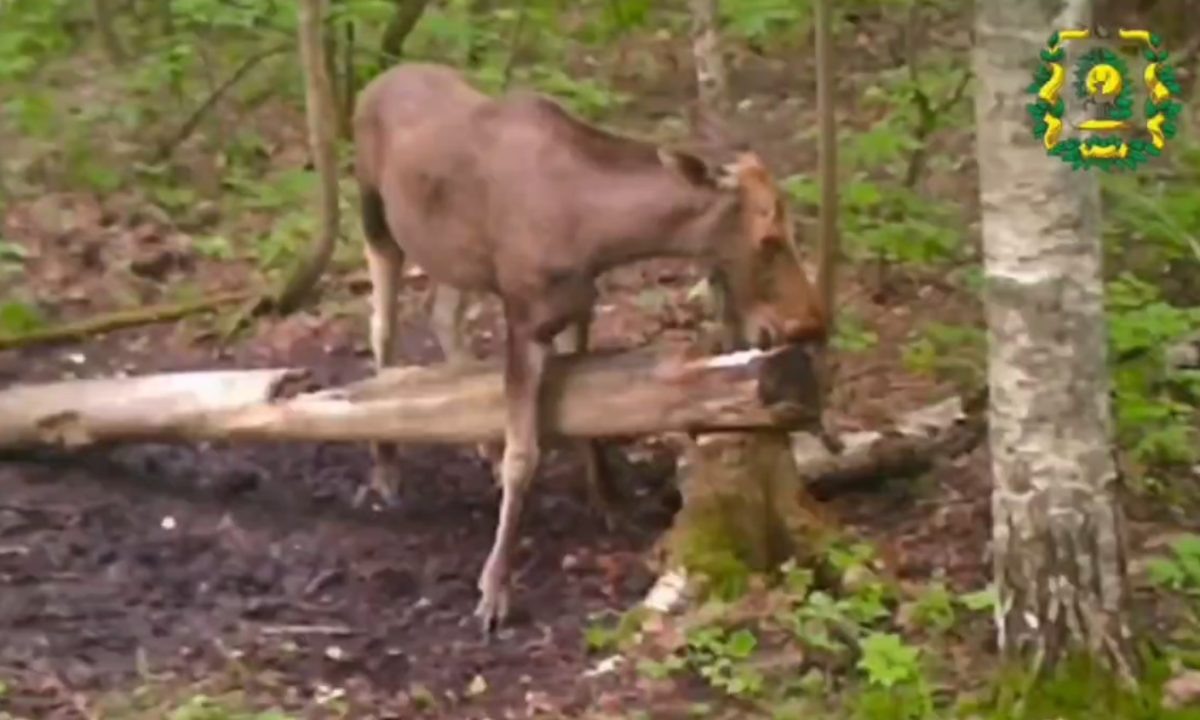    За счет таких мест звери могут восполнить дефицит минералов, недостающих в рационе