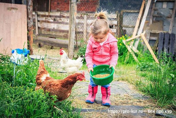 Рыбная и мясокостная мука для кур – отличие, польза и рекомендации по применению