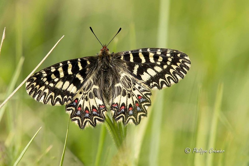 Поликсена. Фото Philippe30670 (flickr.com)