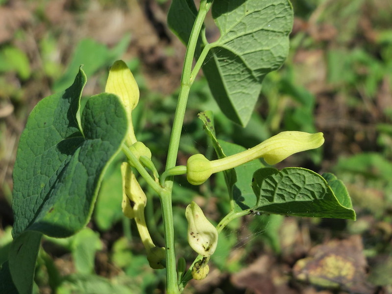 Обыкновенный кирказон. Фото anro0002 (flickr.com)