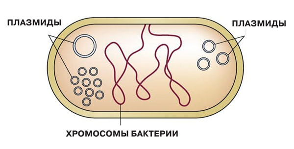 Условное изображение хромосомы бактерий и её плазмид