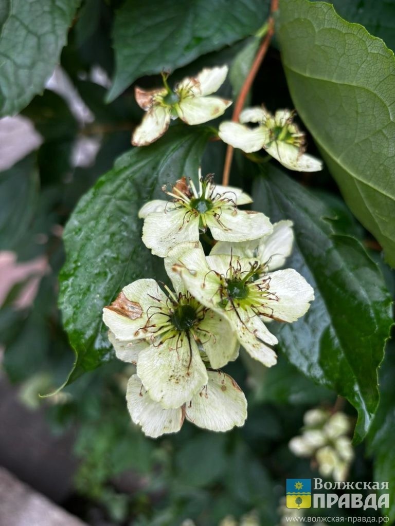     На Акилу природа даёт силу: обычаи 27 июля
