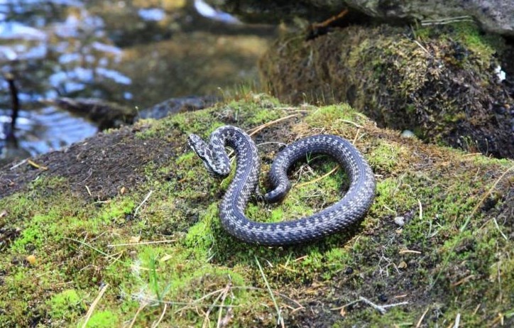 Гадюка обыкновенная. Фото из открытых источников.