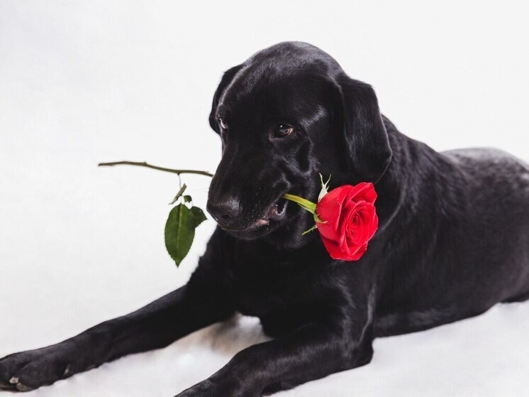     Кто родился 28 июля: знаменитости, исторические личности и звёзды. Фото: freepik.com