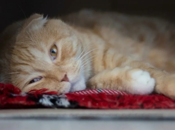 Как кошка переживает утрату своего хозяина