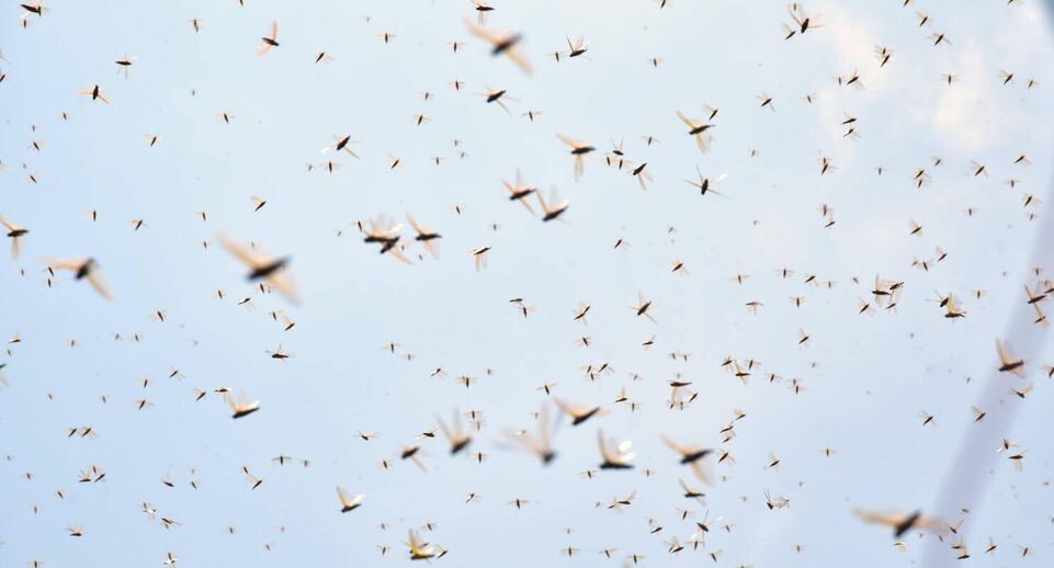    13 July 2023, Baden-Württemberg, Rottweil: A grasshopper holds onto a stalk in a barley field. Photo: Silas Stein/dpa / www.globallookpress.com