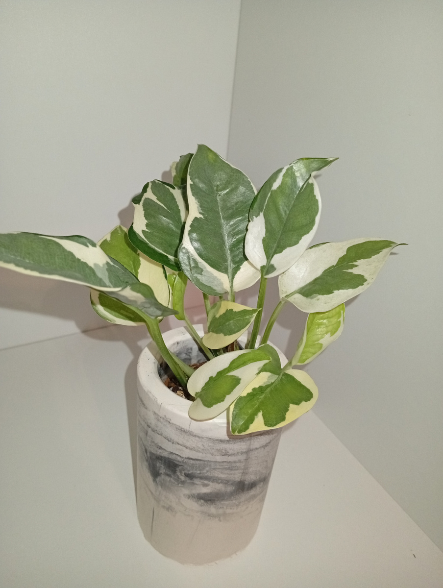 Приняла решение все таки растить кустом, ведь действительно, как мне написали в комментариях, есть множество других растений, кому опора нужнее и важнее. А он кустом все таки будет лучше выглядеть ☺