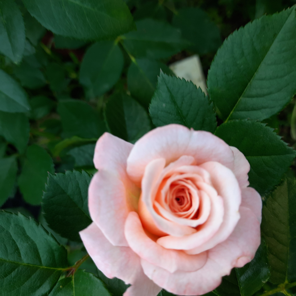 Роза Амаретто на стадии роспуска, очень ароматная