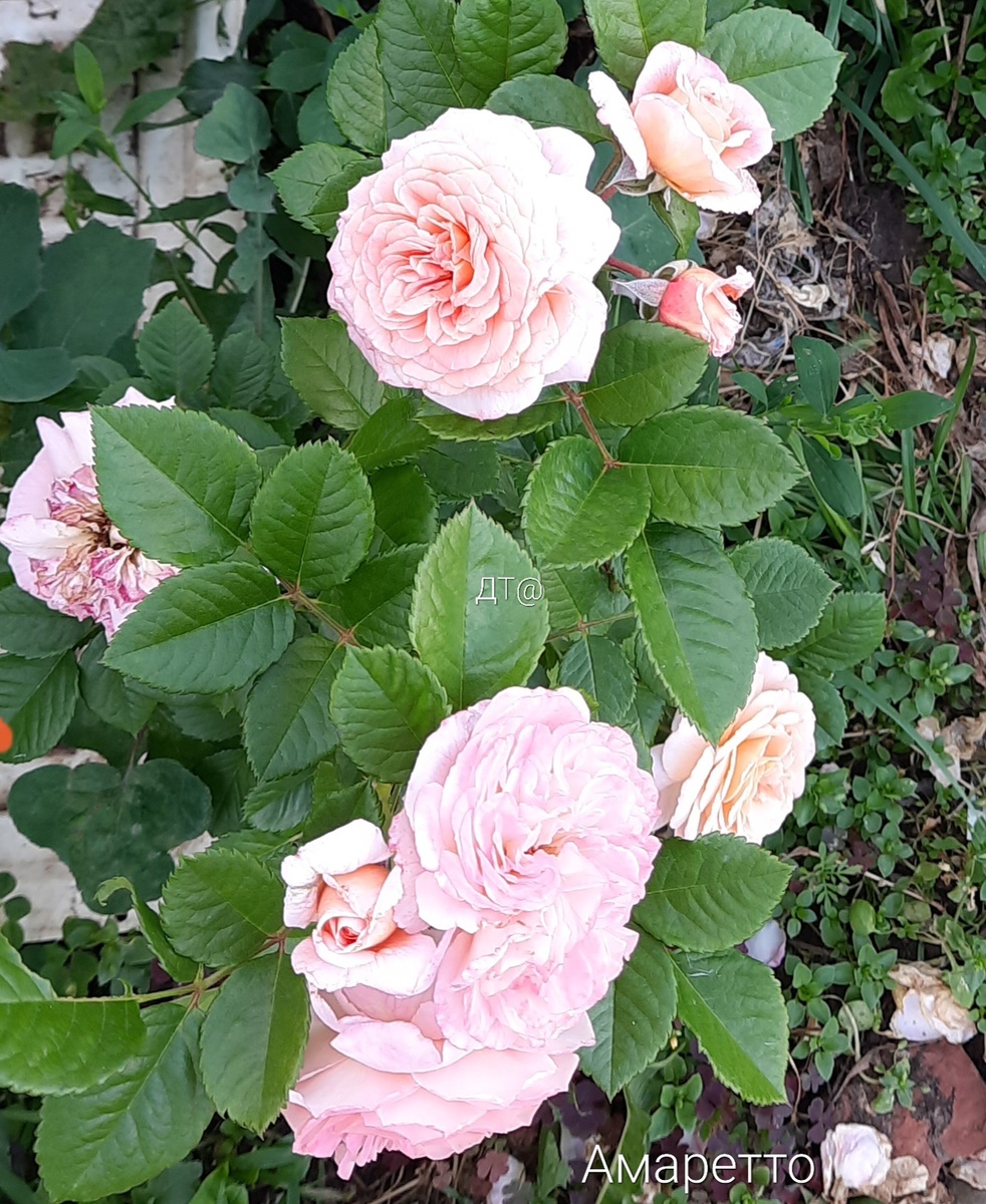 Роза в полном роспуске