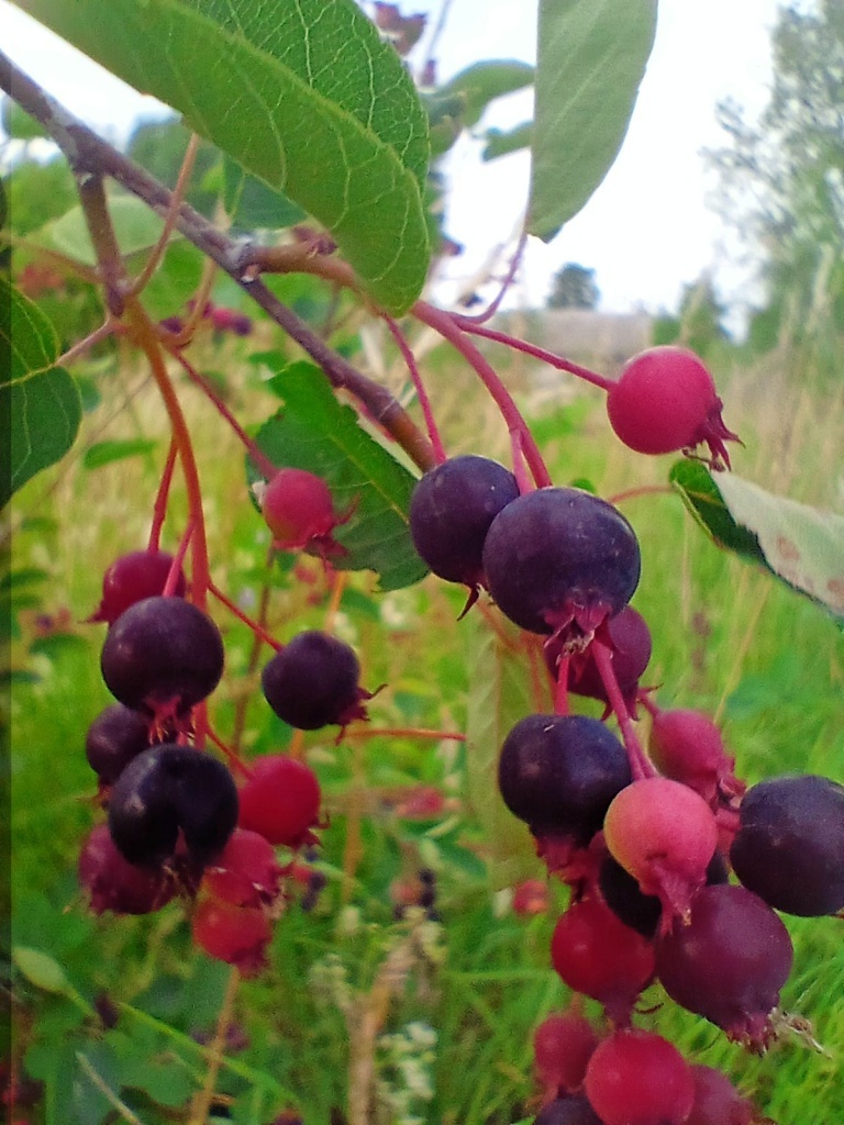 В тверских лесах созрела полезная для сердца и сосудов ягода.
