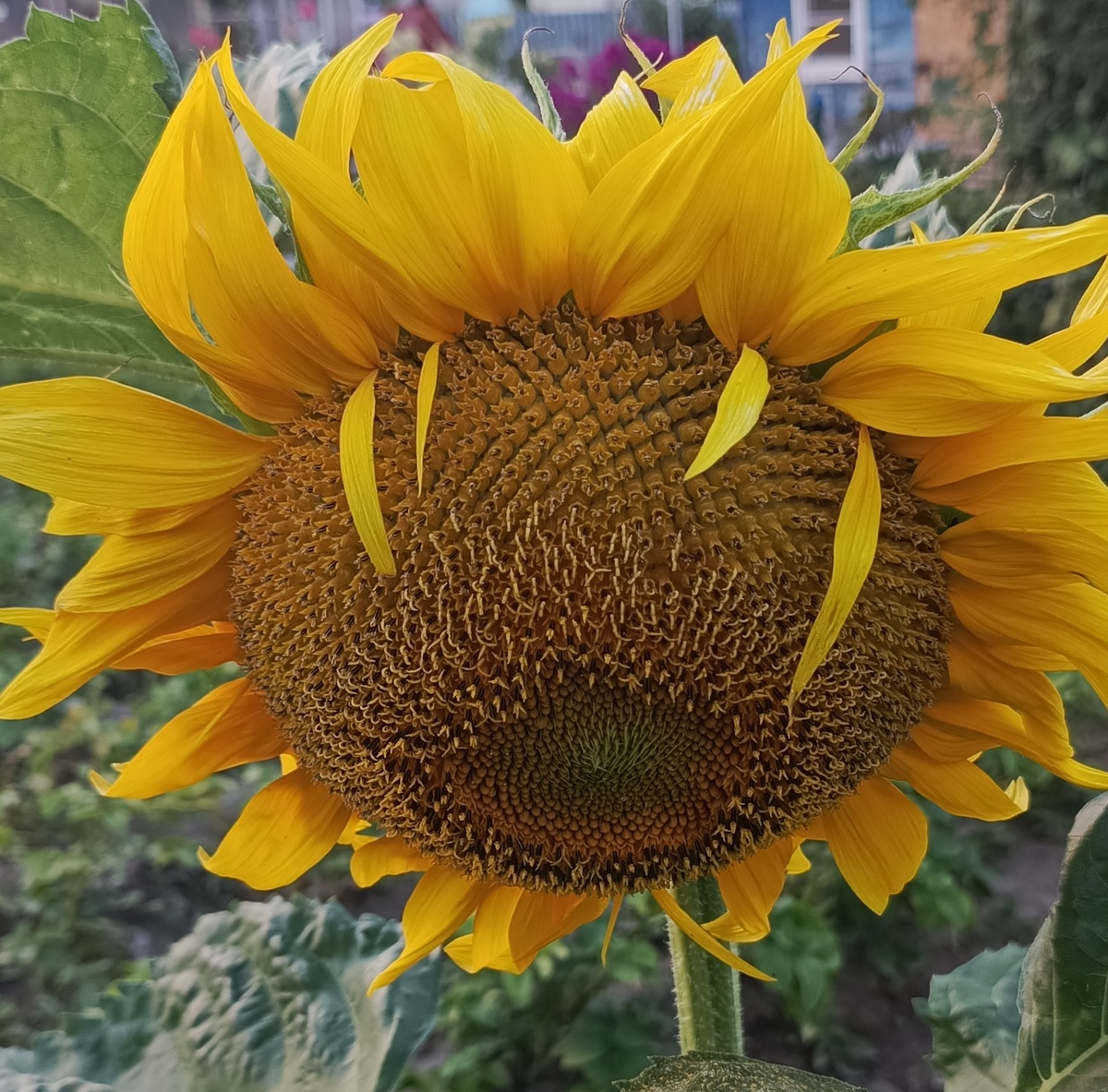 Мои подсолнухи 🌻