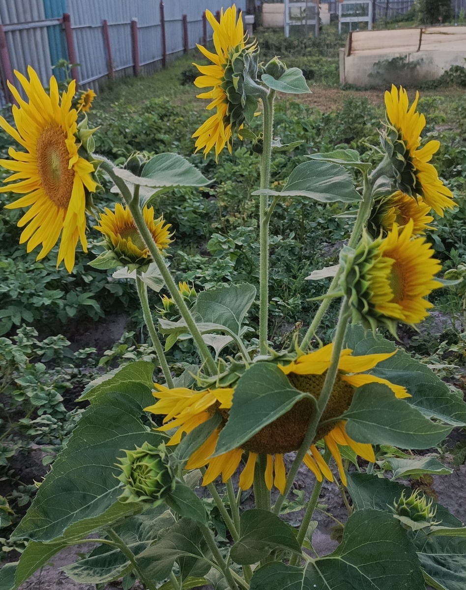 Вот такой интересный подсолнух 🌻 вырос.