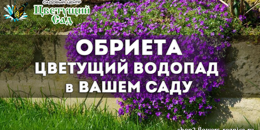 Обриета – цветущий водопад в вашем саду