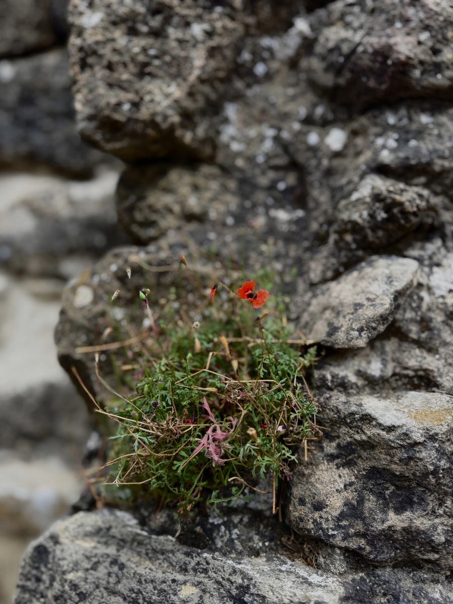 И на скалах растут цветы. Фото автора.