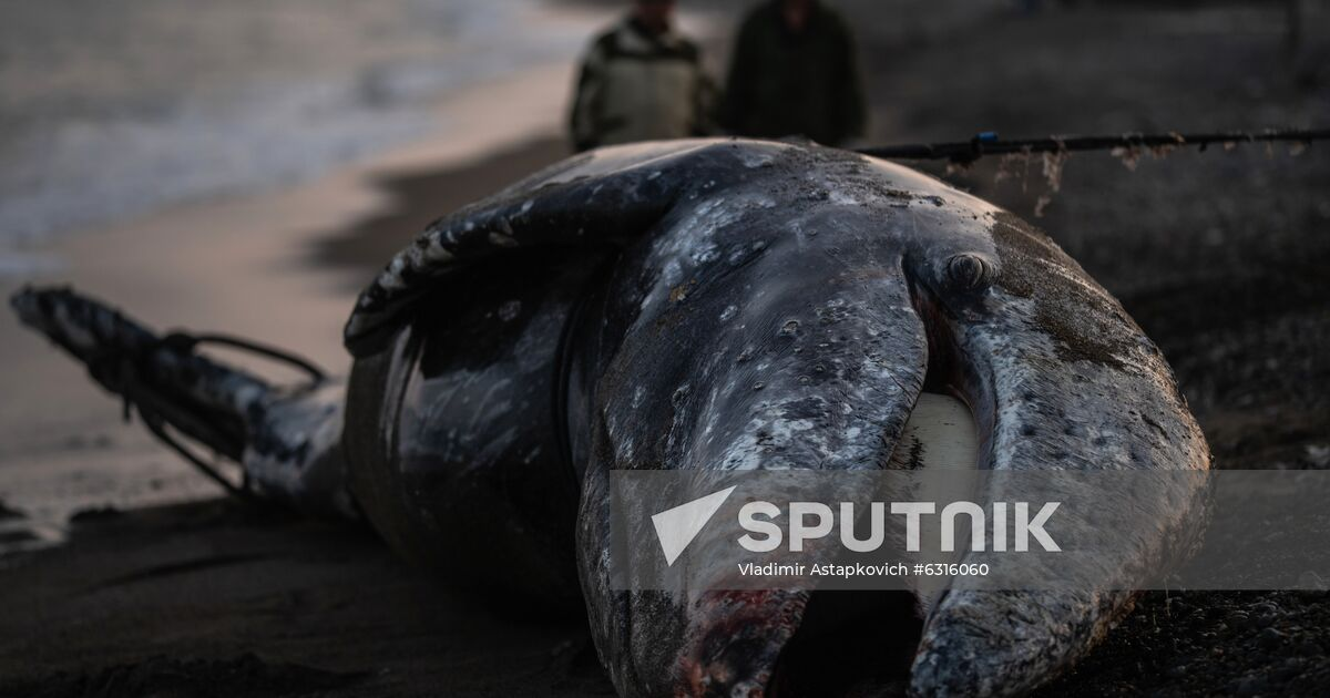 Туша кита на берегу