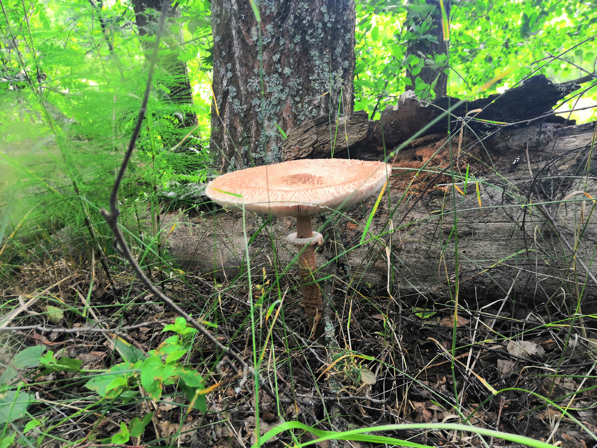 Гриб зонтик растет на своем привычном месте. 