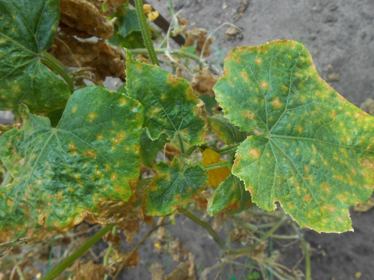 При ложной мучнистой росе на поверхности листьев появляются желтовато-зеленые пятна.