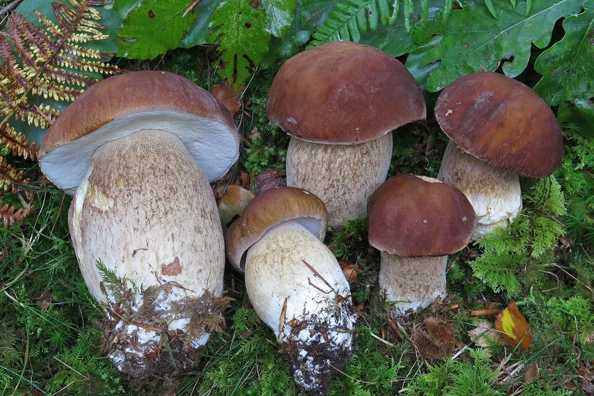 Белый гриб сетчатый (Boletus reticulatus)