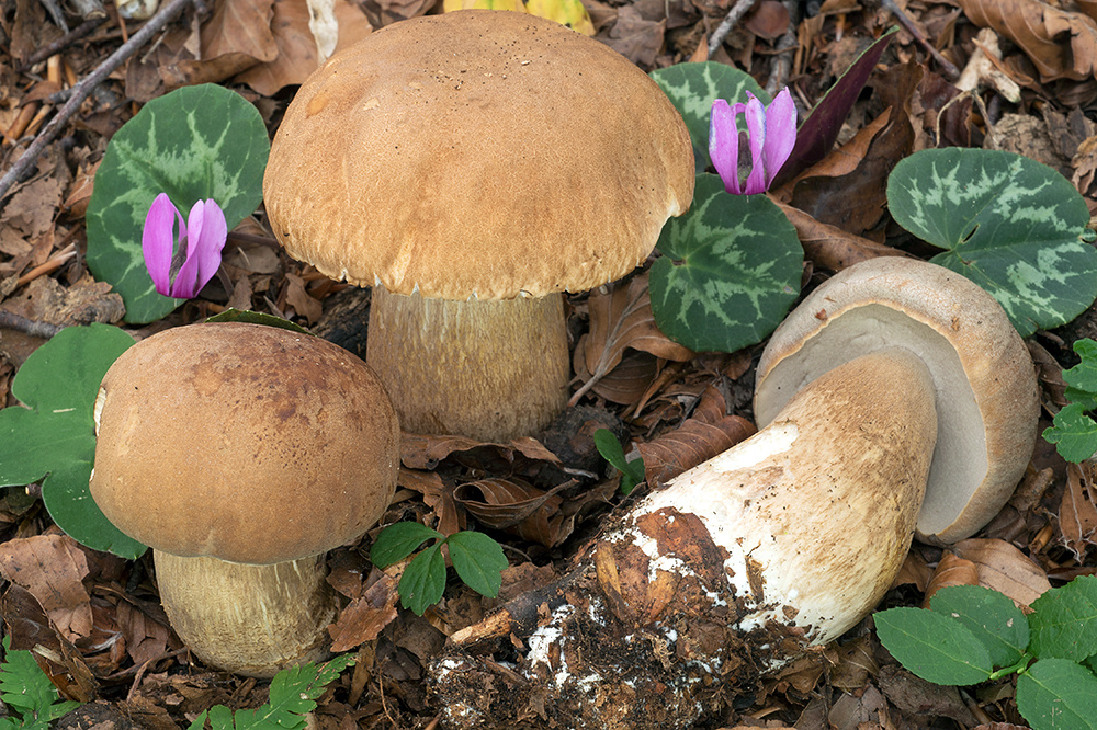 Белый гриб сетчатый (Boletus reticulatus)
