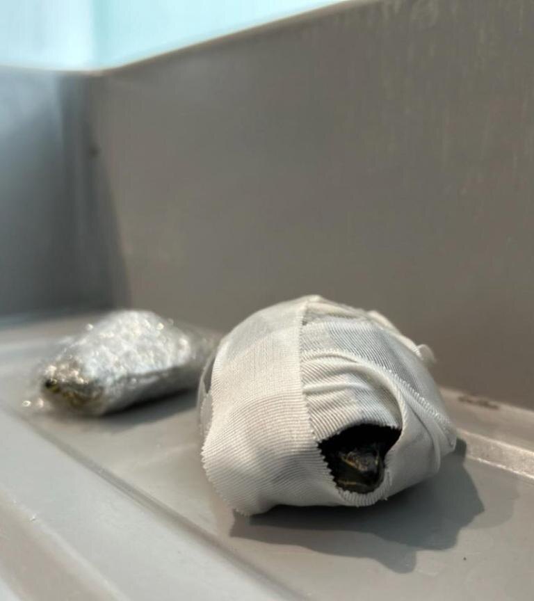 Две рептилии были завернуты в марлю и полиэтилен и спрятаны в бюстгальтере женщины-пилота. TSA