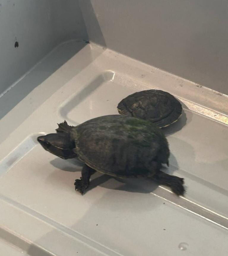 Одна из черепах трагически погибла. TSA