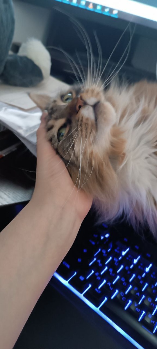 Вот такая завелась, и её моя (!) Двуногая чешет...