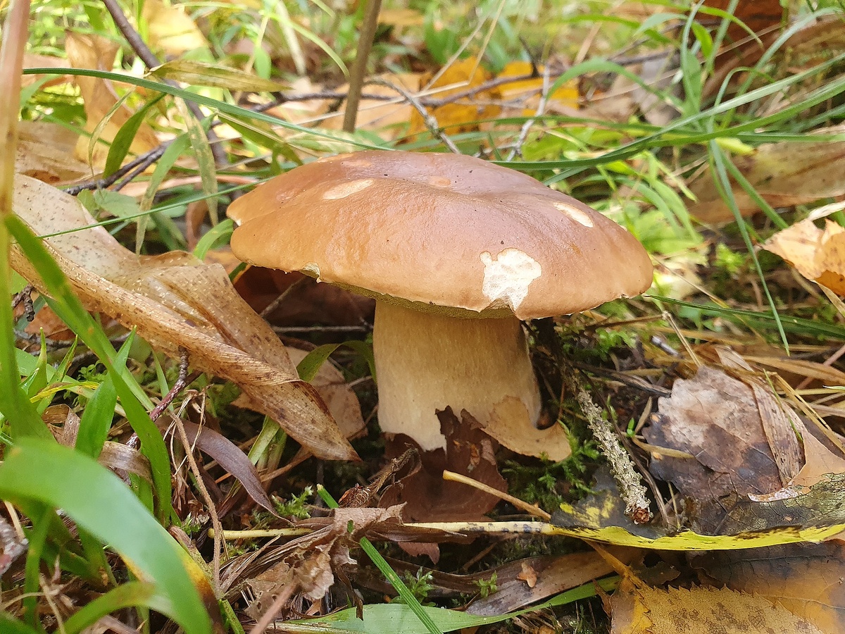 Белый гриб (Boletus edulis). Фото автора 12.09.2023
