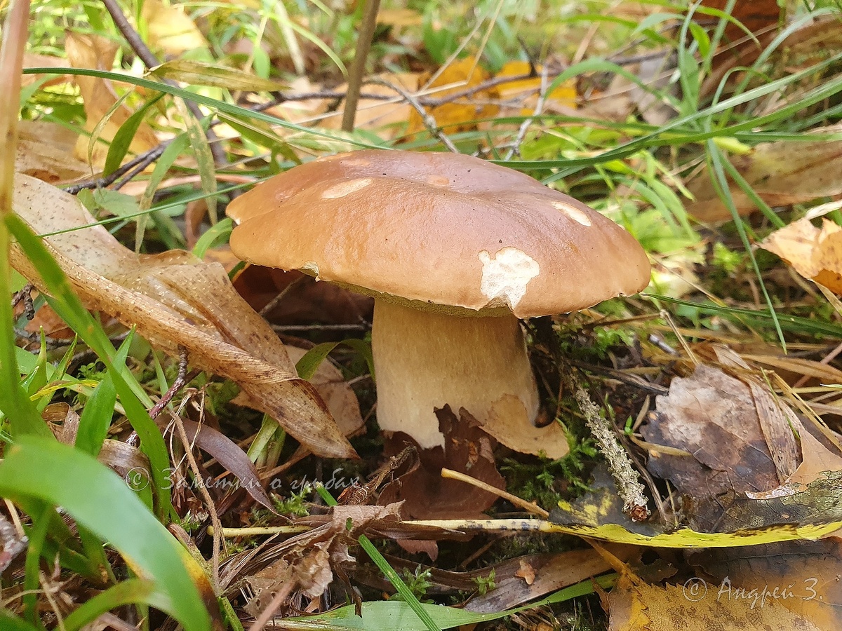 Белый гриб (Boletus edulis). Фото автора 12.09.2023