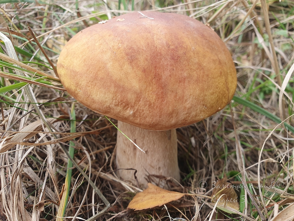 Белый гриб (Boletus edulis). Фото автора 05.09.2023
