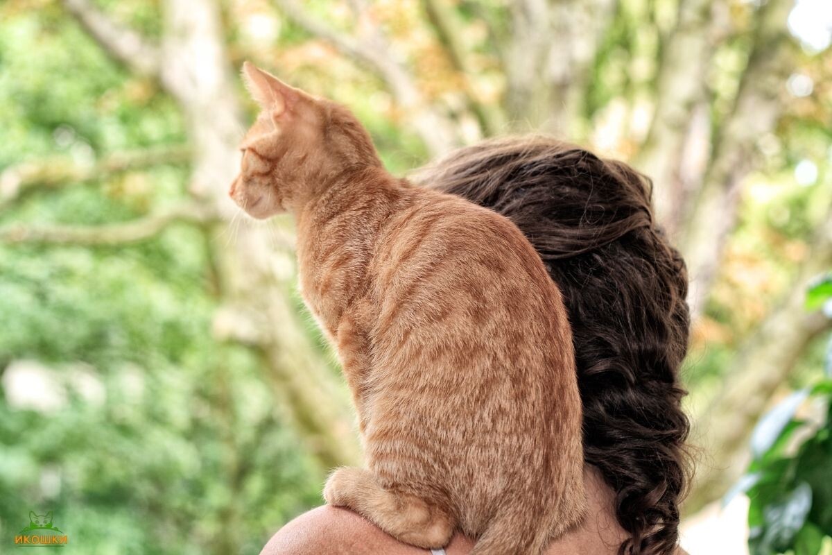 Кот на плече у хозяйки 