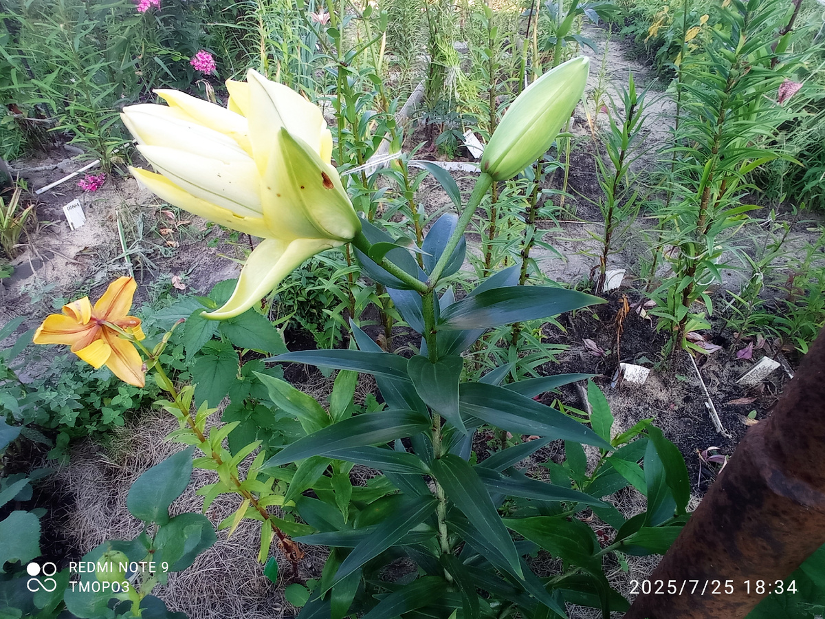 скульптурность