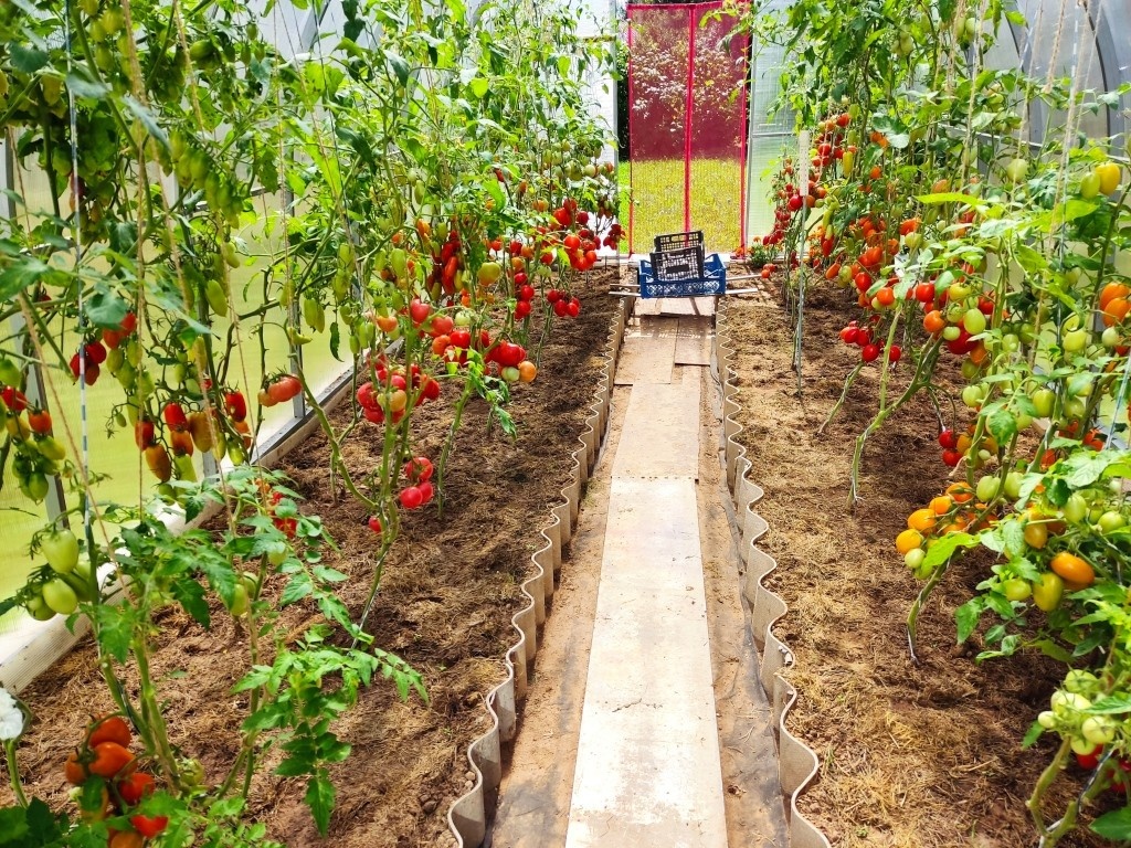 Это золовкина теплица... Красота, как ни крути...