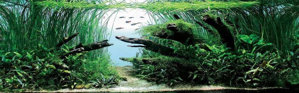 «Forest Silent», Григорий Полищук