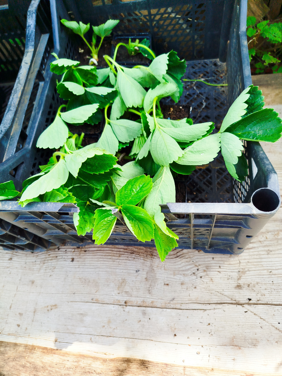 Вот такая картина.