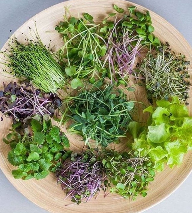 Микрозелень