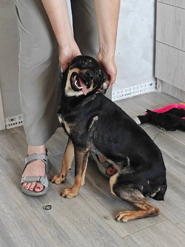 Сидеть! Фото из архива автора