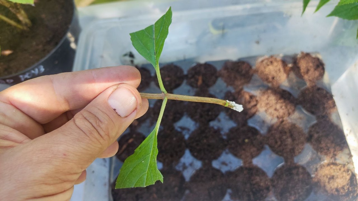 Чтобы ускорить процесс образования корней, рекомендуется обработать кончики черенков специальными препаратами - стимуляторами корнеобразования.