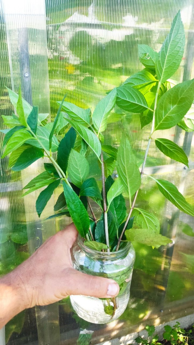 Нарезал черенков и поставил их в банку с водой