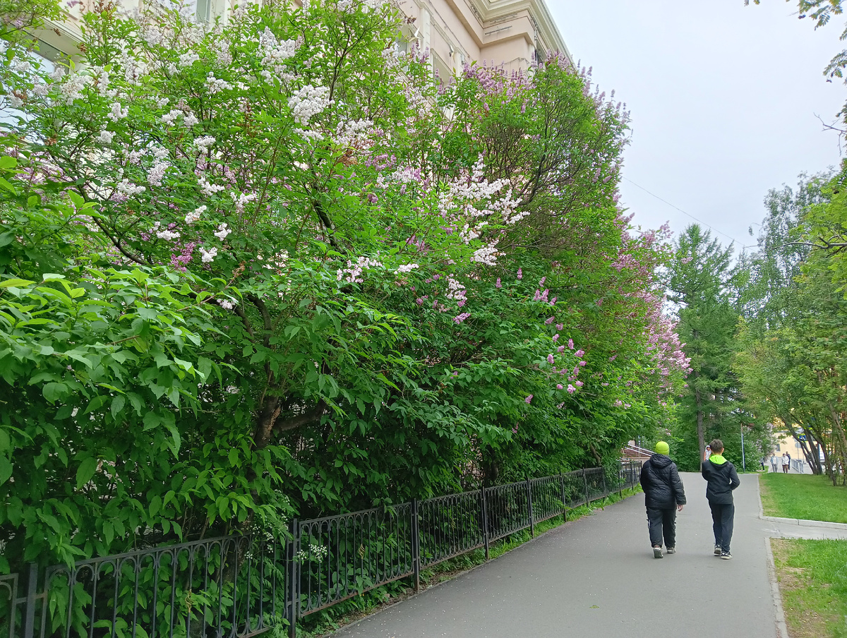 Зелёные шапочки и сирень 