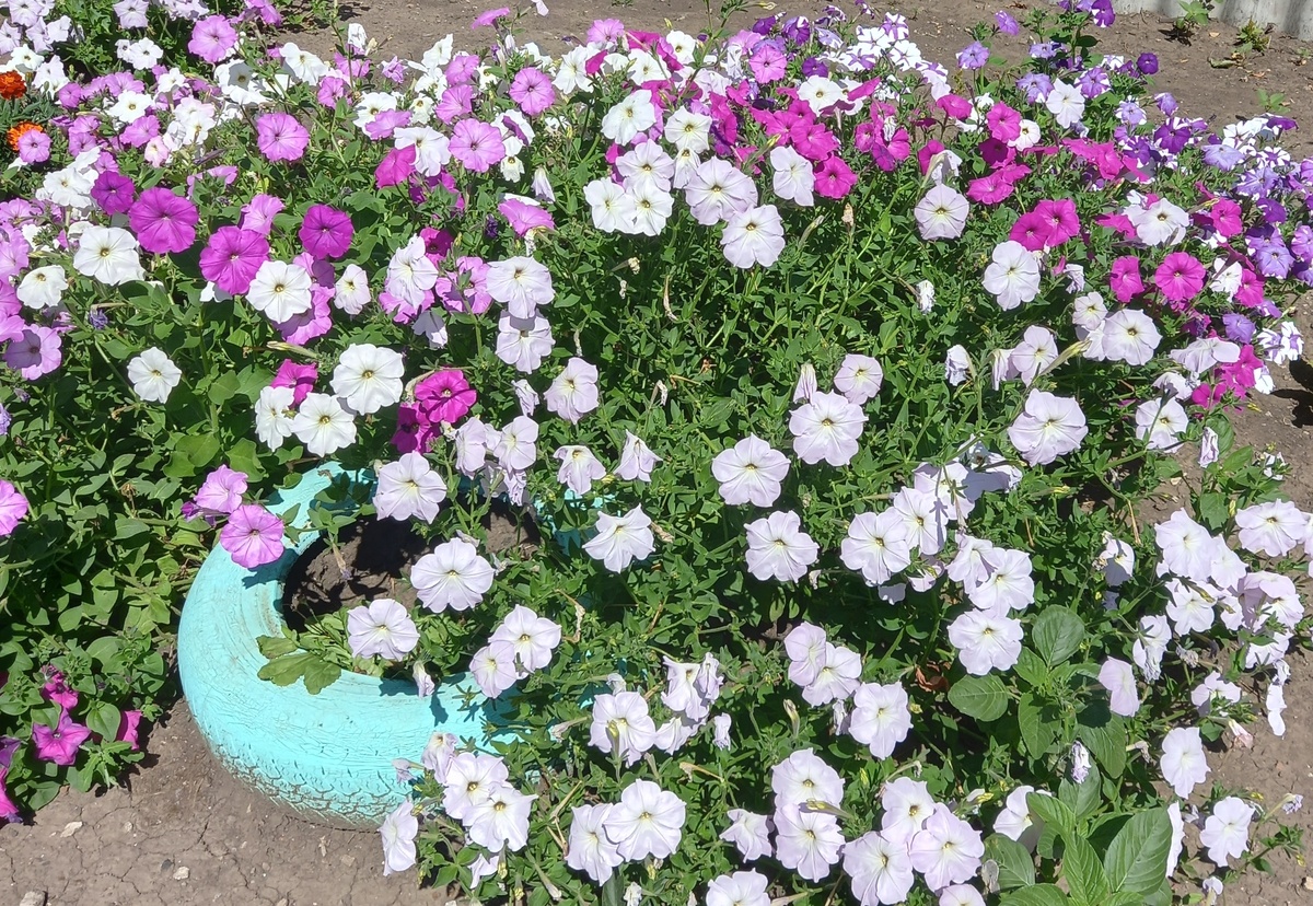 Разрослись!