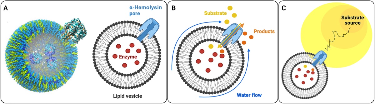 Схема демонстрирует, как работает искусственная «клетка». Внутри пузырька находится фермент, а в мембране — встроенный белок, создающий пору. Когда такая клетка попадает в среду с нужным веществом, оно проникает внутрь, где фермент превращает его в продукт реакции. Продукты выходят наружу через пору, но неравномерно — только с одной стороны. Это создаёт локальное течение жидкости, которое и «двигает» клетку в нужном направлении — в сторону источника вещества. Размеры элементов на схеме не соответствуют масштабу.    
 Источник: Barbara Borges-Fernandes, Azzurra Apriceno, Andres Arango-Restrepo, Safa Almadhi, Subhadip Ghosh, Joe Forth, Jorge Pedro Lopez-Alonso, Iban Ubarretxena-Belandia, Jose Miguel Rubi, Lorena Ruiz-Perez, Ian Williams, Giuseppe Battaglia / DOI: 10.1126/sciadv.adx9364  📷
