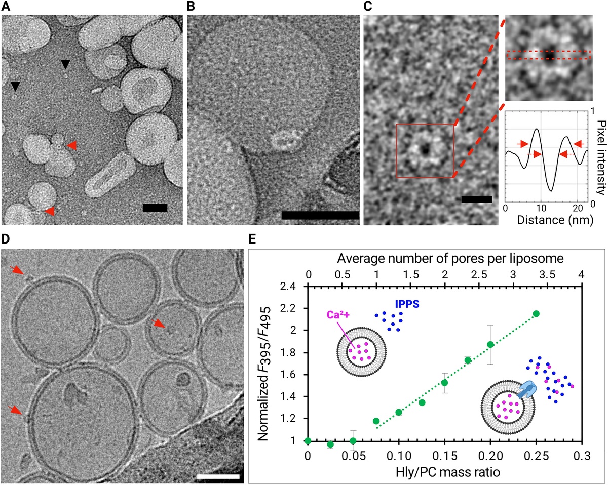 Изображения показывают, как белок Hly встраивается в мембрану искусственной клетки и создаёт пору.    
 A, B: молекулы белка либо остаются свободными (чёрные стрелки), либо встраиваются в оболочку пузырька (красные стрелки). C: Увеличенный фрагмент показывает размеры: сама пора — около 4 нанометров, а её грибовидная «шляпка» — около 10 нанометров. D: На снимке с криоэлектронного микроскопа — клетки с большим количеством встроенных пор. E: График показывает: чем больше пор встроено, тем выше проницаемость мембраны.    
 Источник: Barbara Borges-Fernandes, Azzurra Apriceno, Andres Arango-Restrepo, Safa Almadhi, Subhadip Ghosh, Joe Forth, Jorge Pedro Lopez-Alonso, Iban Ubarretxena-Belandia, Jose Miguel Rubi, Lorena Ruiz-Perez, Ian Williams, Giuseppe Battaglia / DOI: 10.1126/sciadv.adx9364  📷
