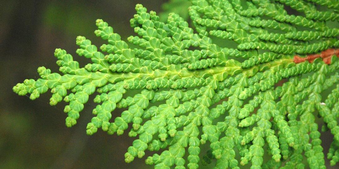 Размножить тую черенками можно летом — побеги приживутся за два месяца