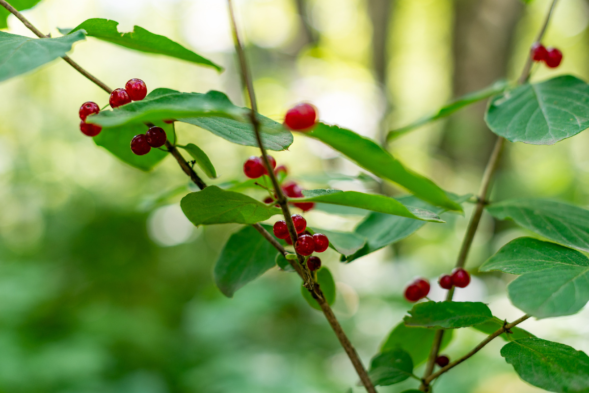 Жимолость настоящая, она же волчья ягода. Плоды, как известно, в пищу непригодны