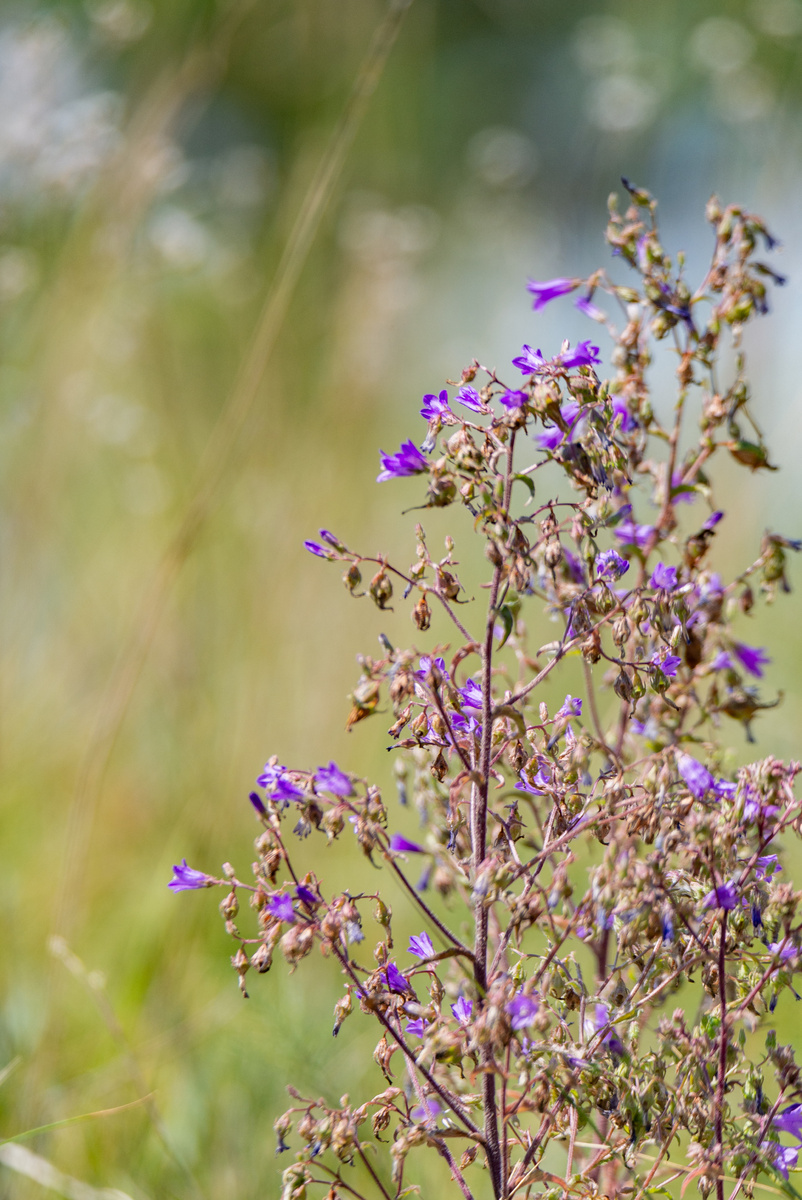Тимьян Жигулёвский, который немного "приуныл" от жары. Эндемик, включен в Красную книгу
