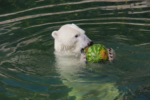Белый медведь играет в воде в Ленинградском зоопарке.