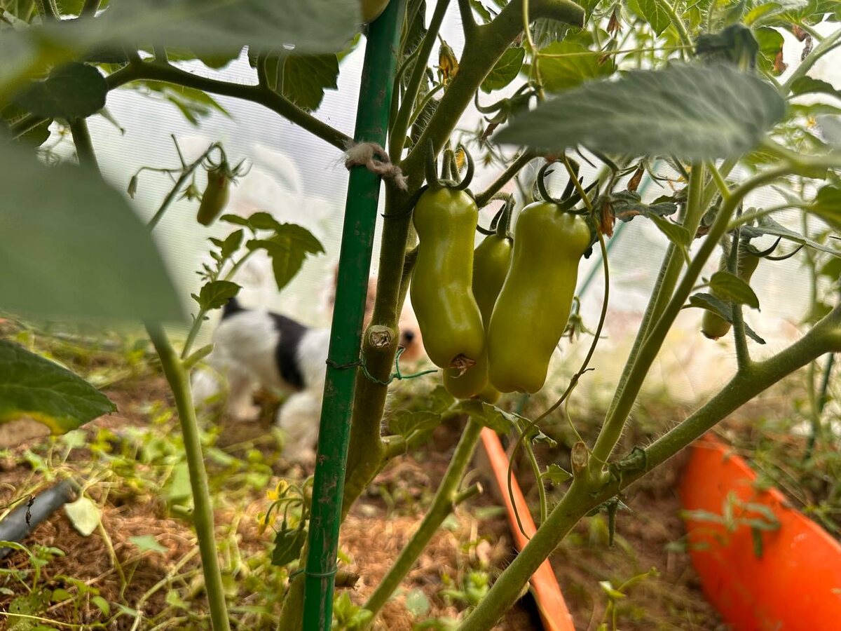 Зеленые томаты в теплице