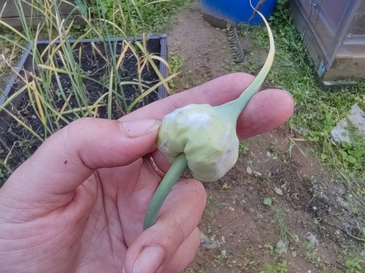 Чеснок ещё не готов. 